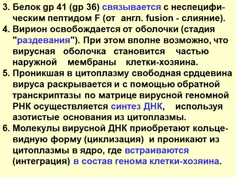 3. Белок gp 41 (gp 36) связывается с неспецифи-     